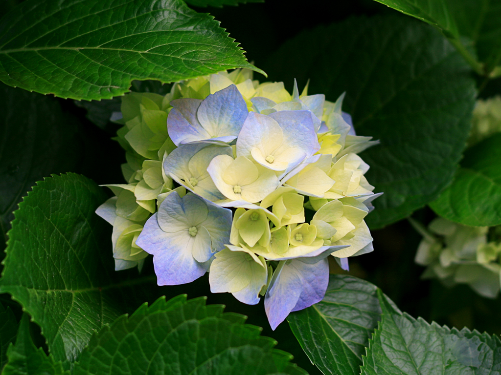 Hydrangeas alt text