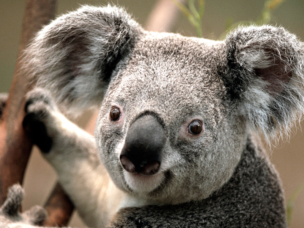 Koala alt